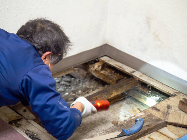 Best Mold Testing  in Roman Forest, TX