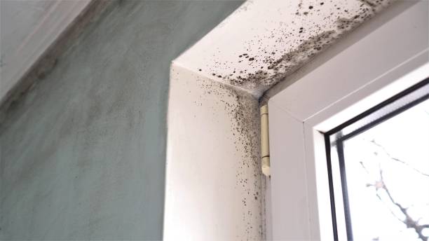 Best Certified Mold Removal  in Roman Forest, TX
