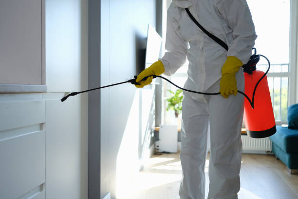 Best Mold Damage Repair  in Roman Forest, TX