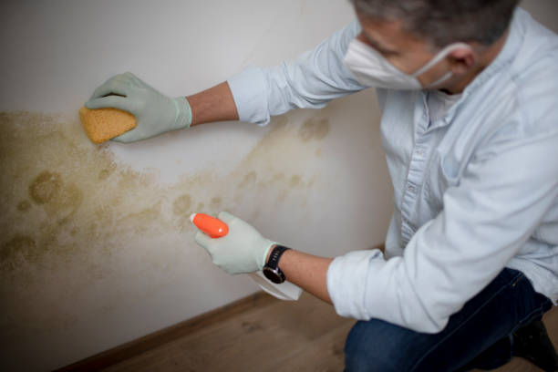 Trusted Roman Forest, TX Mold Removal Experts