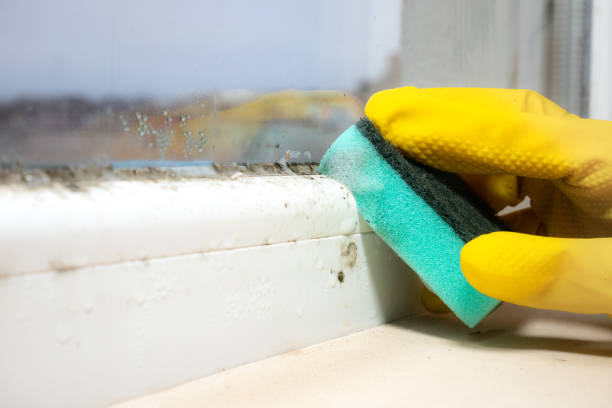 Best Mold Remediation  in Roman Forest, TX