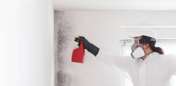 Roman Forest, TX Mold Removal Company