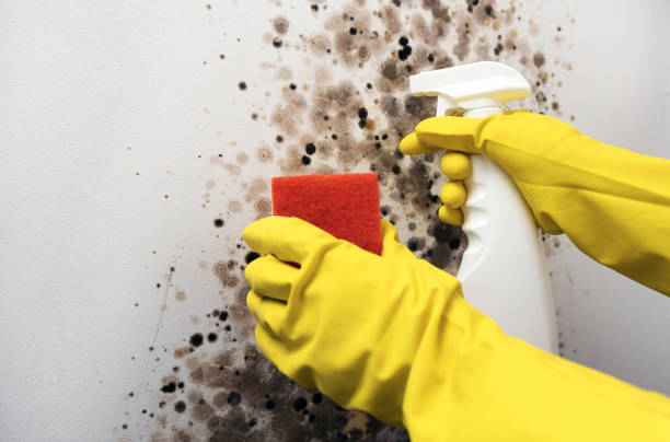 Best Mold Removal Near Me  in Roman Forest, TX