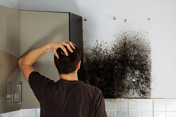 Best Mold Removal Company Near Me  in Roman Forest, TX