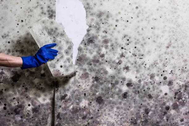 Best Mold Cleaning Services  in Roman Forest, TX