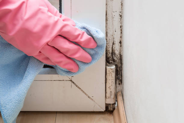 Best Emergency Mold Removal  in Roman Forest, TX