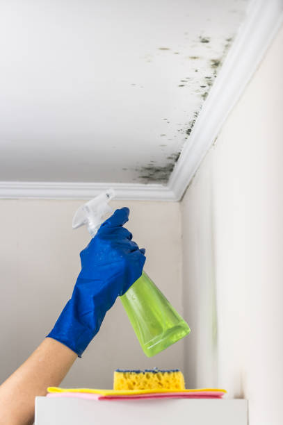 Best Attic Mold Removal  in Roman Forest, TX