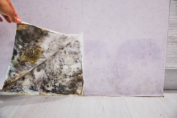 Best Toxic Mold Removal  in Roman Forest, TX